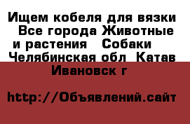 Ищем кобеля для вязки - Все города Животные и растения » Собаки   . Челябинская обл.,Катав-Ивановск г.